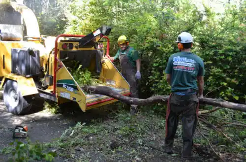 tree services Zionsville